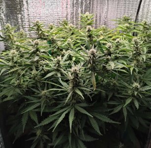 Горилла 59.jpg