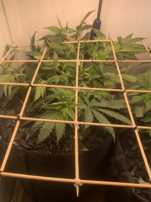 IMG_0335.jpeg IMG_0335.jpeg