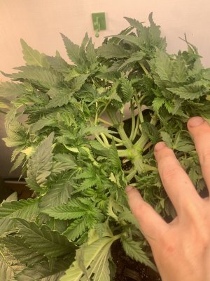 IMG_0341.jpeg IMG_0341.jpeg