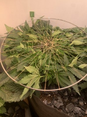 IMG_0336.jpeg IMG_0336.jpeg