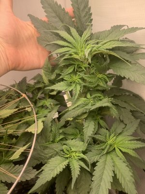 IMG_0337.jpeg IMG_0337.jpeg