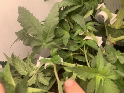 IMG_0340.jpeg IMG_0340.jpeg