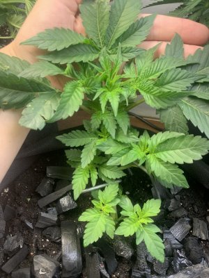 IMG_0338.jpeg IMG_0338.jpeg