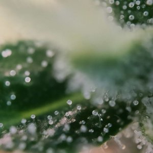 Джонни трихомычи.jpg