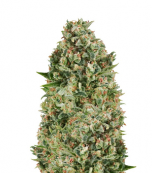 1709217671579.png 1709217671579.png