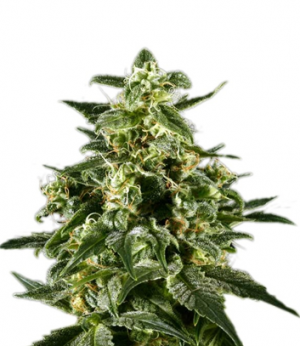 1709217679609.png 1709217679609.png