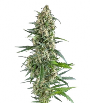 1709217686372.png 1709217686372.png