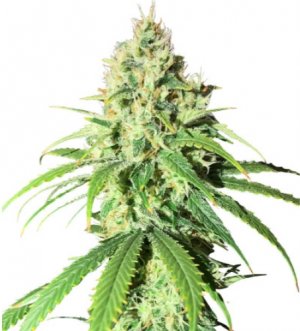 glue sherbet.jpg glue sherbet.jpg