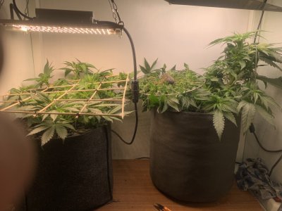 IMG_0406.jpeg IMG_0406.jpeg