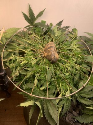 IMG_0404.jpeg IMG_0404.jpeg