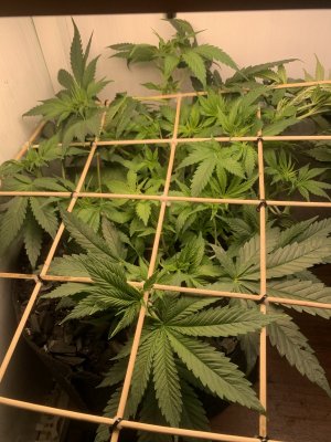 IMG_0403.jpeg IMG_0403.jpeg