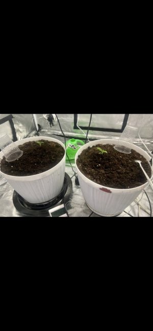 4.02.24.jpeg 4.02.24.jpeg