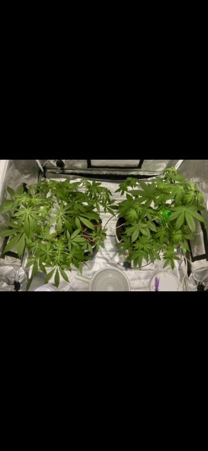 29 день удобры TriPart.jpeg 29 день удобры TriPart.jpeg