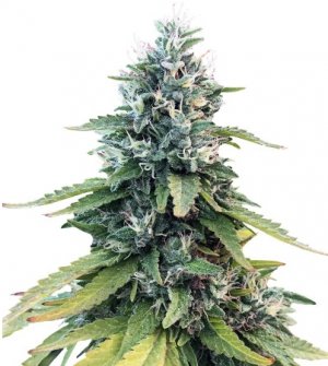 gorilla.jpg gorilla.jpg