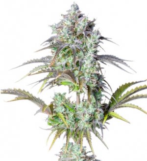 big bud auto.jpg big bud auto.jpg