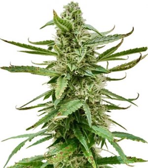 runtz auto.jpg runtz auto.jpg