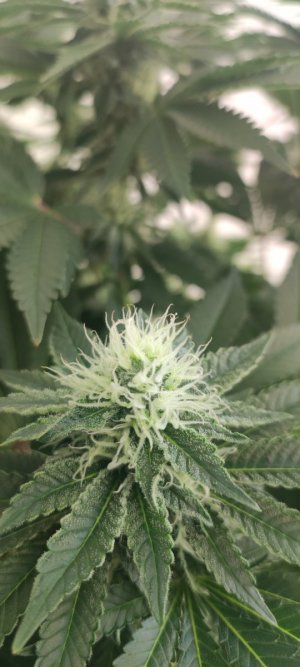 1000009029.jpg 1000009029.jpg