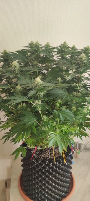 1000009023.jpg 1000009023.jpg