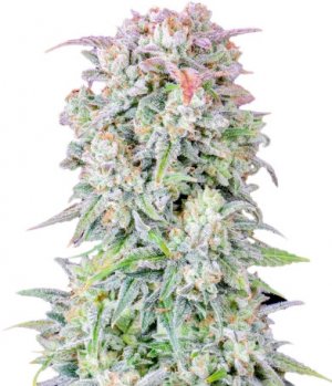 original afghan kush.jpg original afghan kush.jpg