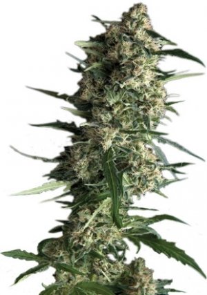 auto galaxy.jpg auto galaxy.jpg