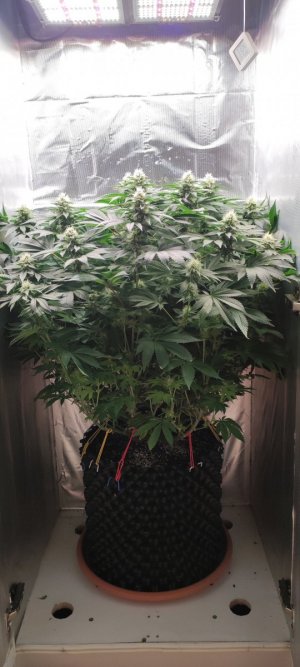 1000009082.jpg 1000009082.jpg