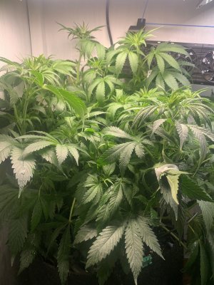 IMG_0559.jpeg IMG_0559.jpeg