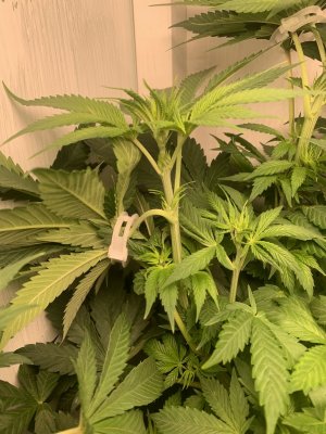 IMG_0528.jpeg IMG_0528.jpeg