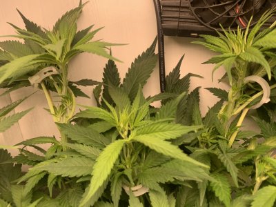 IMG_0530.jpeg IMG_0530.jpeg