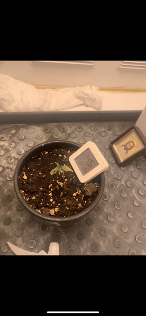 IMG_5967.png IMG_5967.png