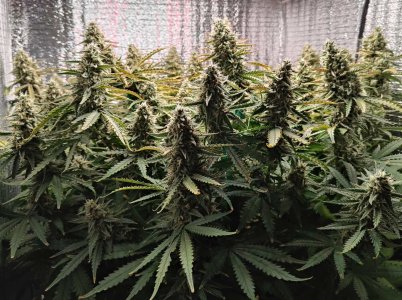 77 день Горилла.jpg