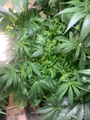 IMG_0625.jpeg IMG_0625.jpeg