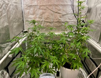 41 день.jpeg 41 день.jpeg