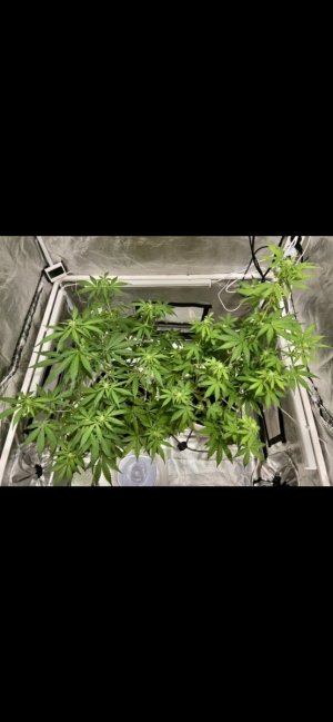 41 (12.03.24).jpeg 41 (12.03.24).jpeg