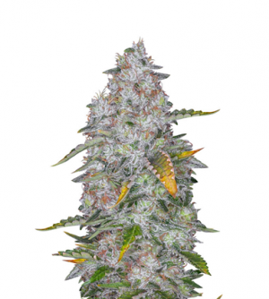 1710782919461.png 1710782919461.png