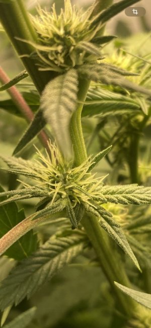 IMG_0661.jpeg IMG_0661.jpeg