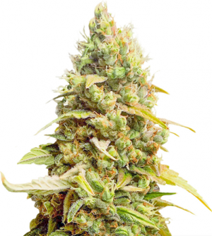 1710930967130.png 1710930967130.png