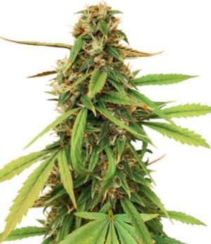 auto amnesia.jpg auto amnesia.jpg