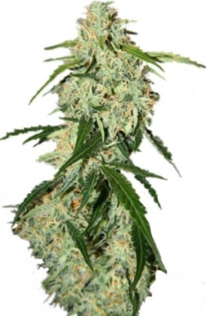 big bang auto.jpg big bang auto.jpg