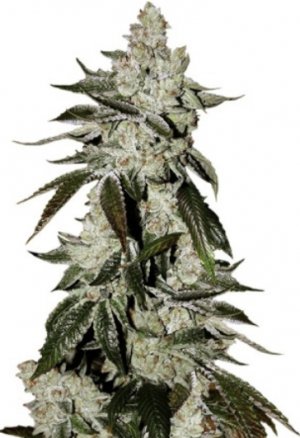 cookies auto.jpg cookies auto.jpg