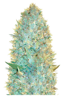 1711112194652.png 1711112194652.png