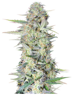 1711112198454.png 1711112198454.png