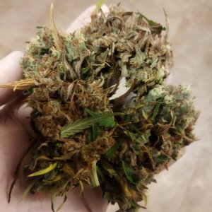 IMG_20240325_165907.jpg IMG_20240325_165907.jpg