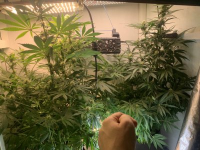 IMG_0734.jpeg IMG_0734.jpeg