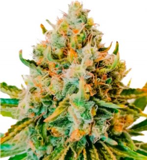 permanent marker.jpg