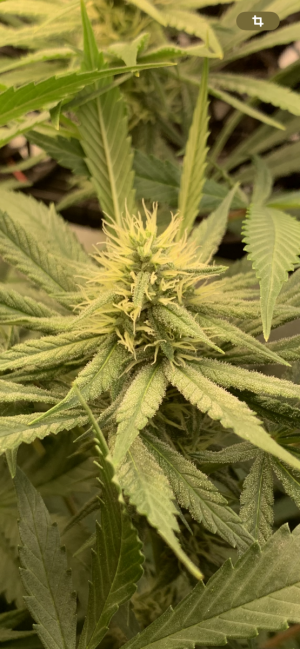 IMG_0759.png IMG_0759.png