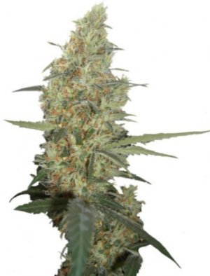 power plant.jpg power plant.jpg