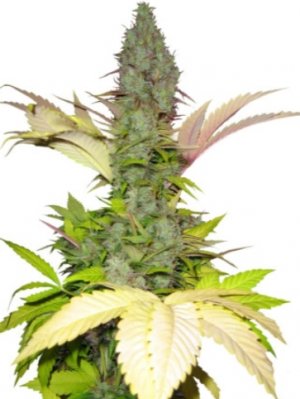 white widow.jpg white widow.jpg