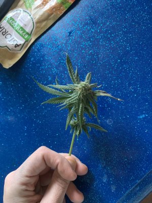 IMG_0779.jpeg IMG_0779.jpeg