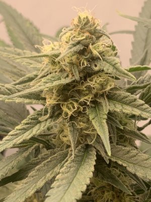 IMG_0792.jpeg IMG_0792.jpeg