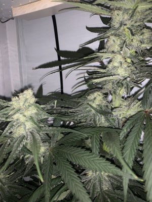 IMG_0773.jpeg IMG_0773.jpeg